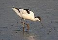 Pied Avocet Recurvirostra avosetta by Dr. Raju Kasambe DSCN3743 (8).jpg