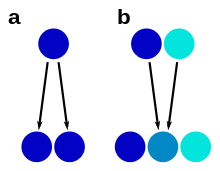 Scheme showing morphological stasis and hybrid speciation, with species presresented by circles, their color indicating morphological similarity or dissimilarity