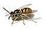 European wasp white bg.jpg