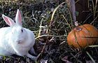 NewZealandWhiteRabbit.jpg