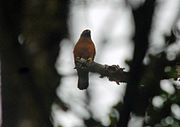 Black-mantled Goshawk, Ambua Lodge, PNG (6089917878).jpg