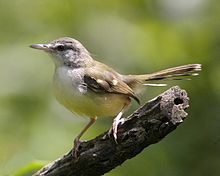 Bar-winged Prinia (Prinia familiaris) .jpg