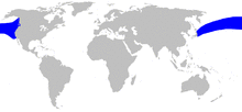 Cetacea range map Hubbs Beaked Whale.png
