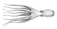 Eledone cirrhosa1.jpg