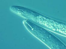 Pratylenchus coffeae.jpg