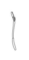 Crustacean antenna - Decapoda Paguroidea 1st-antenna.svg