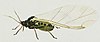 Snodgrass Rhopalosiphum prunifoliae (wings closed).jpg