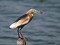 Indian Pond Heron I2 IMG 1142.jpg