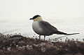 Long-tailed Skua (js) 26.jpg