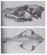 The Clever Coyote (1951) C. l. texensis.png
