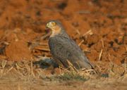 Rufous-chested Sparrowhawk (Accipiter rufiventris).jpg