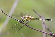 Spectacled skimmer (Orthetrum icteromelas) female.jpg