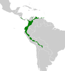 Leptopogon superciliaris map.svg