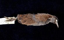 a museum skin of a small dark rail lies on a table with a label attached