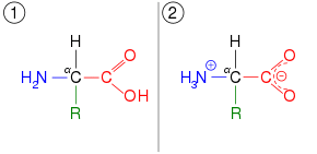 An amino acid, illustrated in two different ionization states. First, it has a neutral amine and neutral carboxylic acid. Second, it has a protonated ammonium cation and deprotonated carboxylate anion.