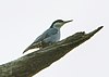 Giant Nuthatch - Chiang Mai - Thailand S4E0503 (19607332115) (cropped).jpg