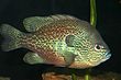 Lepomis megalotis (Longear Sunfish) (20396406).jpg