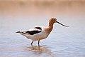 American avocet (26124753051).jpg