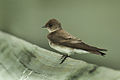 Bank Swallow - Texas H8O5372 (16953712276).jpg