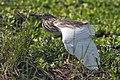 Madagascar Squacco Heron - Mara - Kenya(6) (15224926489).jpg