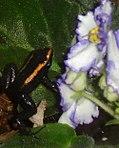 Phyllobates Aurotaenia Red & Violets.jpg