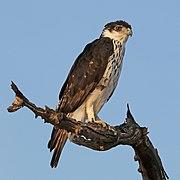 African hawk eagle (Aquila spilogaster).jpg