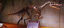 Baryonyx walkeri mount NMNS.jpg