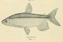 Brycinus jacksonii.jpg