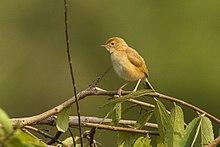 Foxy Cisticola - Murchison Falls NP Uganda 06 5128 (17133166820).jpg