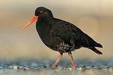 Haematopus unicolor - Point Chevalier.jpg
