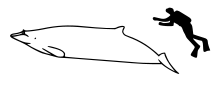 Hubb's beaked whale size.svg