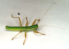 Mantophasma zephyra Zompro et al 2002.jpg