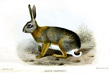 Smit.Lepus crawshayi.jpg