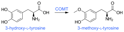 3-O-Methylation of levodopa (3-hydroxy-L-tyrosine) via COMT activity