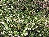 Helleborus orientalis.jpg