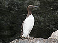 Common Murre RWD2.jpg