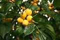 Malus-baccata-yellw-fruits.jpg