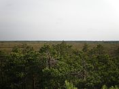 Isosuo mire at Puurijärvi-Isosuo NP.jpg