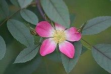 Rosa glauca img 2050.jpg