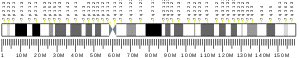 Chromosome 7 (human)