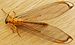 Nymphes myrmeleonoides (3155078680) crop.jpg