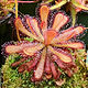 Drosera venusta photo.jpg