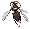 Bald-faced Hornet (Vespidae, Dolichovespula maculata (Linnaeus)) (32512319833) white background.jpg