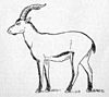 Portuguese ibex
