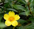 Carolina jessamine -- Gelsemium sempervirens.jpg