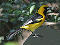 White Edged Oriole RWD2.jpg