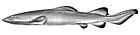 Pseudotriakis acrales by jordan and snyder.jpg
