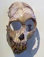 Proconsul heseloni KNM-RU 7290.jpg