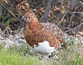 Denali National Park Ptarmigan.jpg