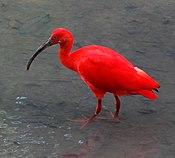 Eudocimus Ruber Wading KL.JPG